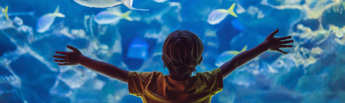 Child viewing colorful fish at an aquarium in Springfield, Missouri